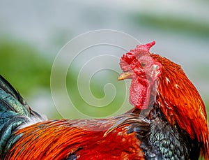 Beautiful Rooster in blurred nature green background.