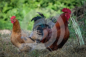 Beautiful rooster with chicken on the farm.