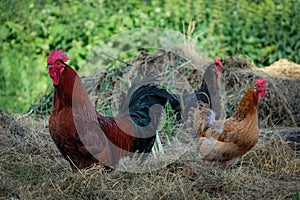 Beautiful rooster with chicken on the farm.