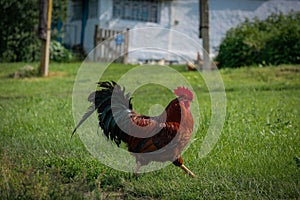 Beautiful rooster with chicken on the farm.