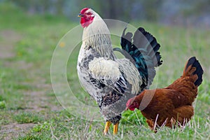 Beautiful rooster and chicken grazing on the grass in springtime.