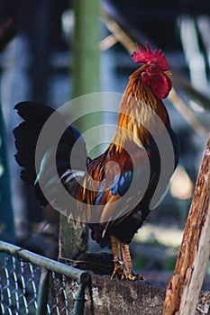 Rooster preparing to sing photo