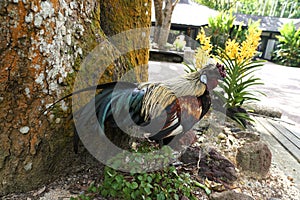 A beautiful rooster with colorful feathers standing on the ground