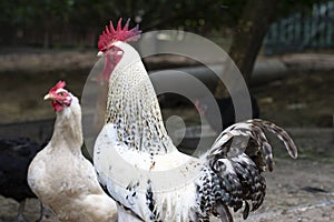 Beautiful rooster in a farmyard with white chickens photo