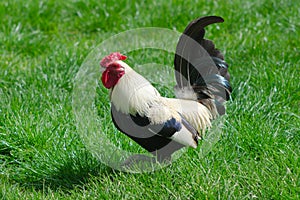 Beautiful rooster flaunting on the meadow