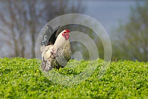 Beautiful rooster grazing on the grass in springtime.