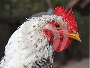 Beautiful rooster head