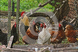 A beautiful rooster and hens are looking from behind an iron net