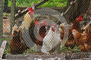 A beautiful rooster and hens are looking from behind an iron net