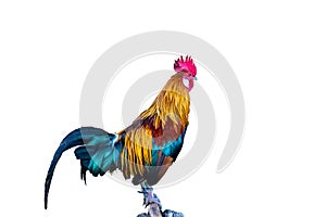 Beautiful rooster isolated on white background