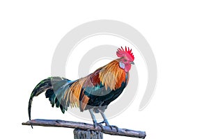 Beautiful rooster isolated on white background