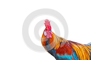 Beautiful rooster isolated on white background.