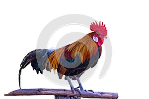 Beautiful rooster isolated on white background.