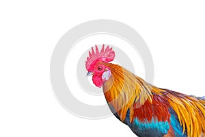 Beautiful rooster isolated on white background.