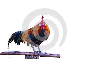 Beautiful rooster isolated on white background.