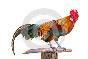 Beautiful rooster isolated on white background.