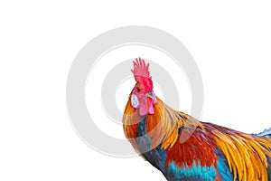 Beautiful rooster isolated on white background.