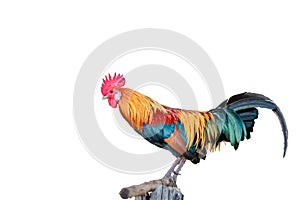 A beautiful rooster isolated on white background.