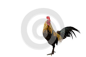 Beautiful rooster isolated on white background with clipping pat