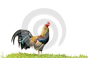 Beautiful rooster isolated on white background with clipping pat