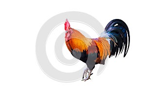 Beautiful rooster isolated on white background with clippingpath