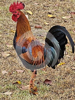 Beautiful rooster in Old San Juan,  Puerto Rico