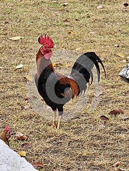 Beautiful rooster in Old San Juan,  Puerto Rico