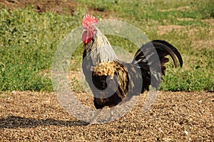 Beautiful rooster pecking grain