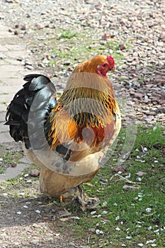 Beautiful proud rooster at the farm,Holland photo