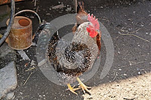 A beautiful rooster with a red chub walks around the garden