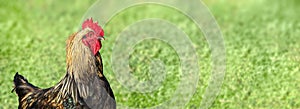 Beautiful rooster on side on blurred green grass background