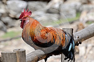 Beautiful or rooster sitting on the fence in nepalese village