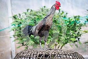 Beautiful Rooster standing in blurred nature green background. Thai rooster,Thai cockfighting, chicken standing