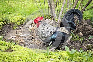 Beautiful Rooster standing on the grass in blurred nature green background.