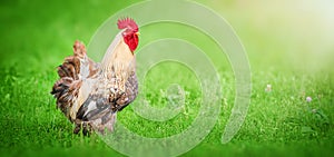 Beautiful Rooster standing on the grass in blurred nature green background