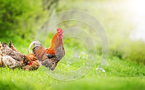 Beautiful Rooster standing on the grass in blurred nature green background