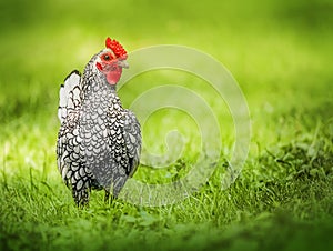 Beautiful Rooster standing on the grass in blurred nature green background.