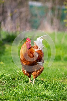 Beautiful Rooster standing on the grass in blurred nature green background.rooster going to crow