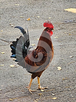 Beautiful rooster on the street in Old San Juan,  Puerto Rico