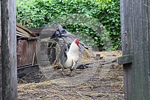 A beautiful rooster in the yard in the countryside