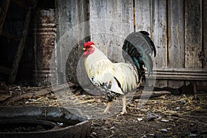 Beautiful rooster in the yard of a village house