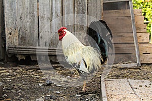 Beautiful rooster in the yard of a village house