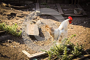beautiful rooster in the yard of a village house