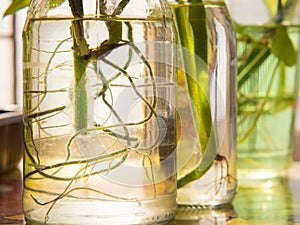 Beautiful roots in clear glass bottles reflect sunlight.
