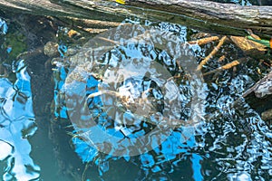 beautiful roots of mangrove can see through in clean water