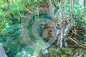 beautiful roots of mangrove can see through in clean water at Tha Pom