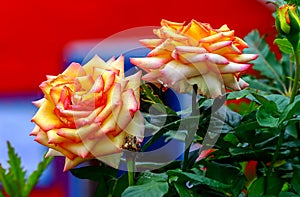 Beautiful rosa red gold roses in front of a colorful playhouse