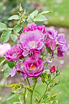 Beautiful rosa rhapsody in blue