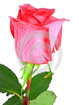 Beautiful rose .