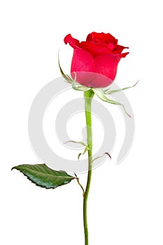 Beautiful rose